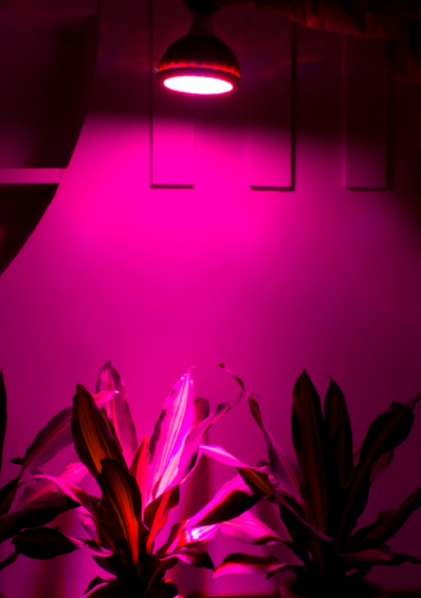 LED kasvuvalgusti